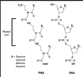 精氨酸-PNA