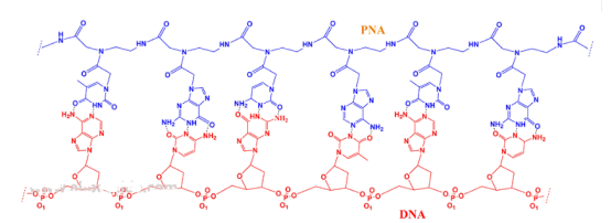 天冬氨酸修饰PNA肽核酸