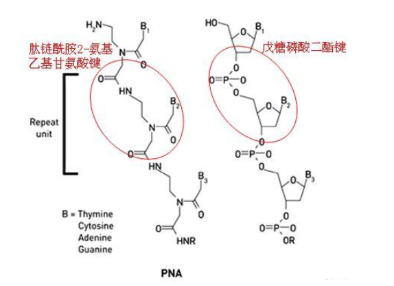 苯丙氨酸偶联肽核酸PNA