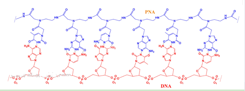 脯氨酸修饰PNA肽核酸