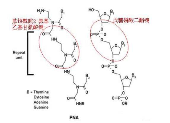 1-芘丁酸-琥珀酰亚胺酯(PASE)共价固定肽核酸(PNA)探针