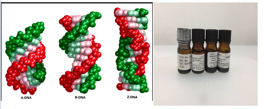 叠氮DNA