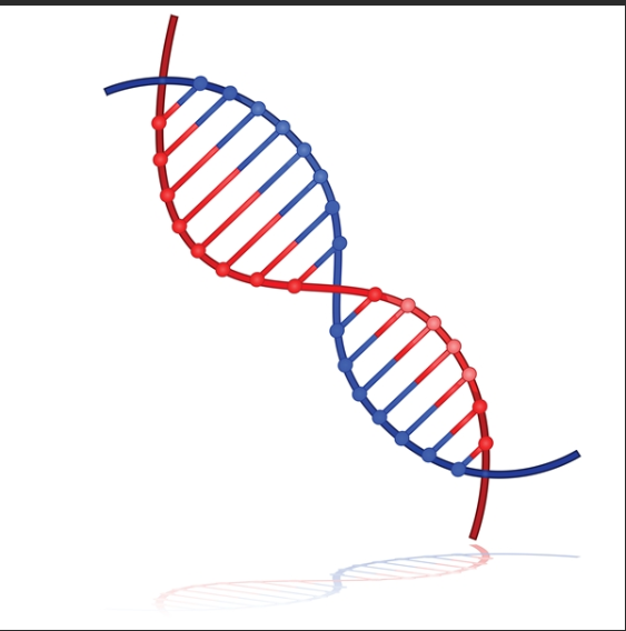 丙烯酰胺,缬草酸功能化脱氧核糖核酸DNA