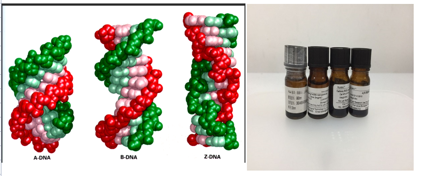 DNA修饰CdTe/CdSe核壳量子点