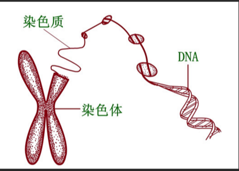 DNA脱氧核糖核酸