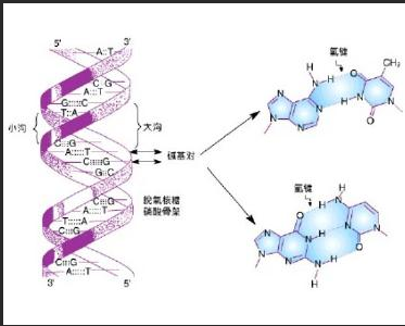 脱氧核糖核酸DNA修饰碱基5-甲基胞嘧啶