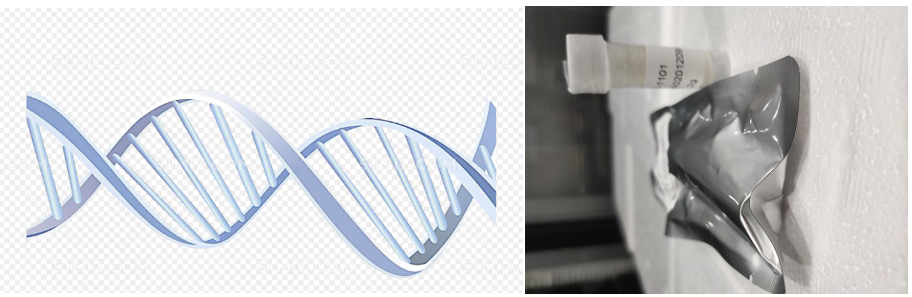 DNA复合物