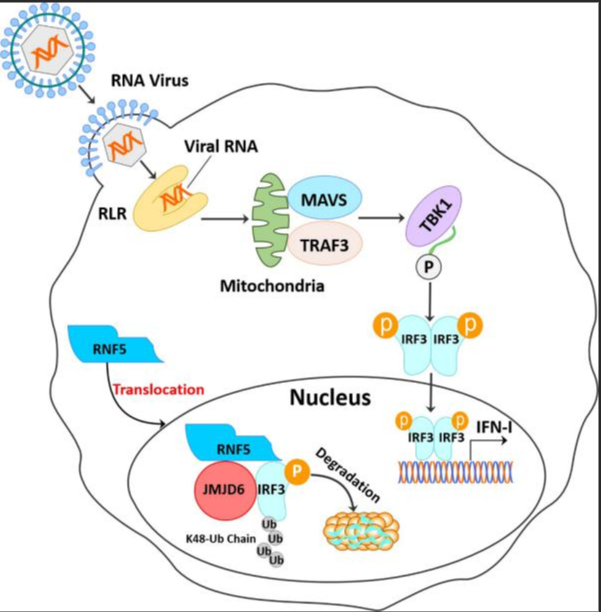 转运RNA（tRNA）修饰5-甲基胞嘧啶(m5C)