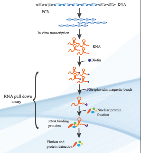 核糖核酸RNA修饰5-甲基-2'-脱氧胞苷