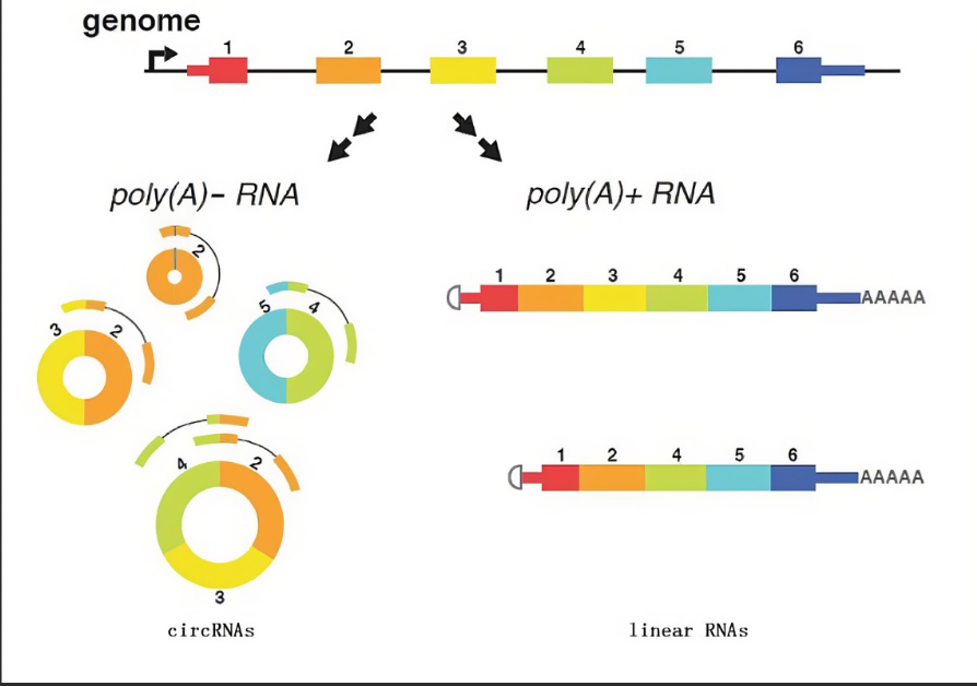 七甲川染料CY7标记核糖核酸RNA