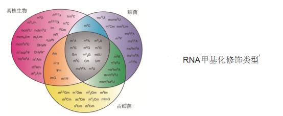 异硫氰酸荧光素标记RNA
