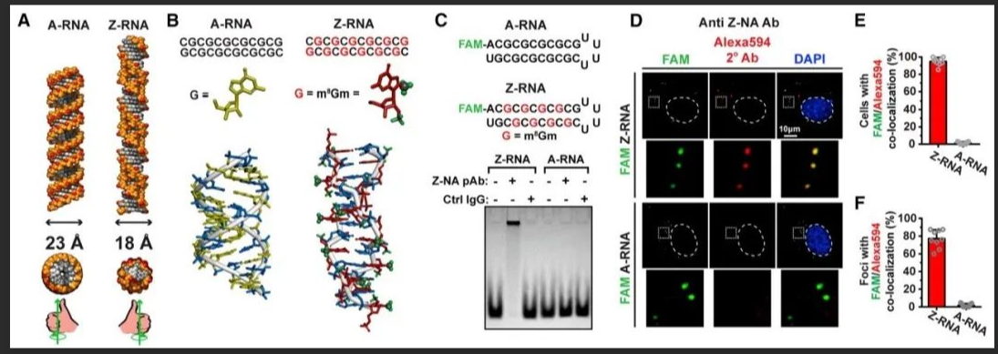 5-羧基四甲基罗丹明标记RNA