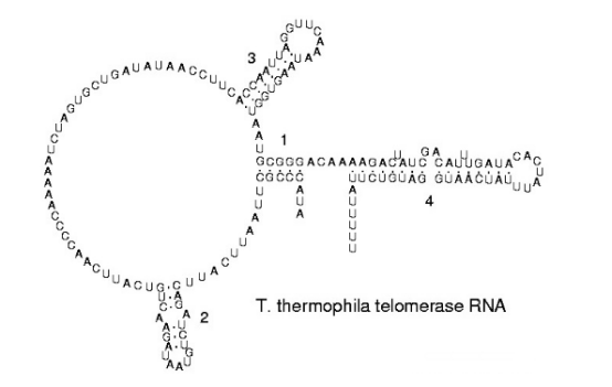 Alexa Fluor® 染料标记核糖核酸(RNA)