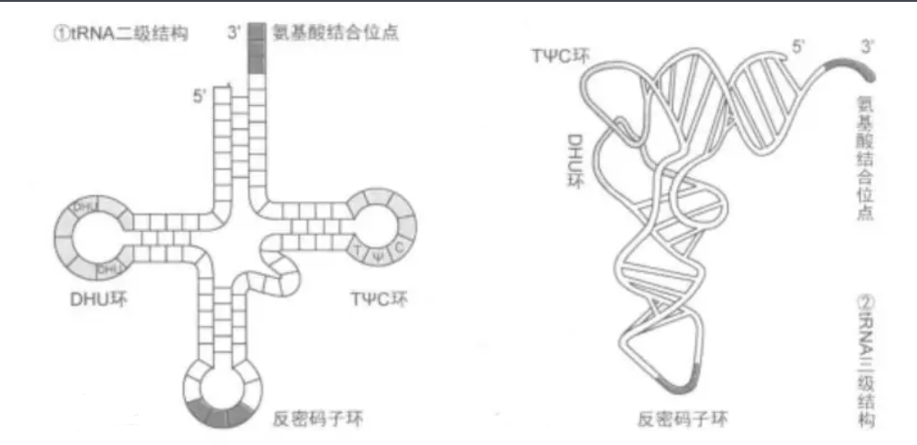 RNA核糖核酸修饰ATTO荧光染料