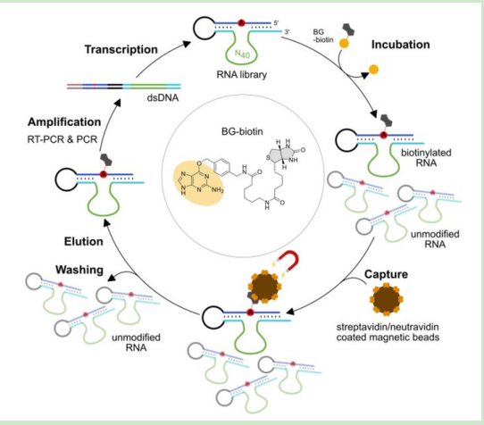 生物素修饰RNA核糖核酸