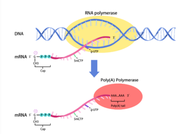 卡瓦脂质体纳米颗粒包载信使RNA(mRNA)