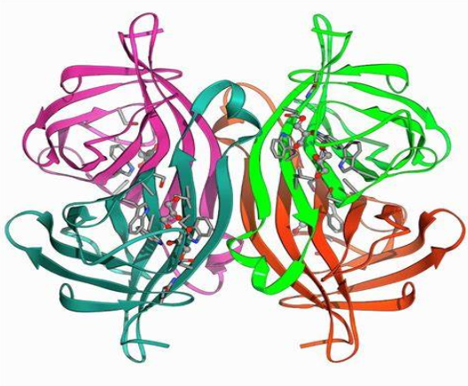 Streptavidin-Biotin