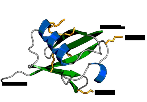 Ub-HRP