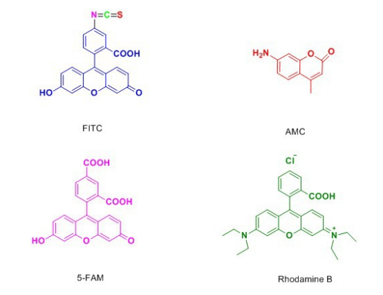 荧光标记高分子聚合物载药纳米粒