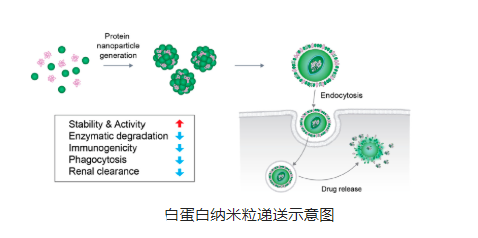 多烯紫杉醇白蛋白纳米粒