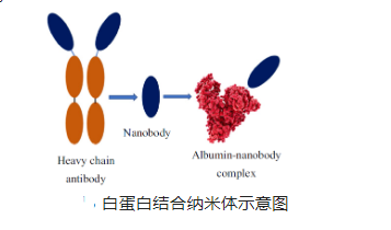 奥沙利铂白蛋白纳米粒