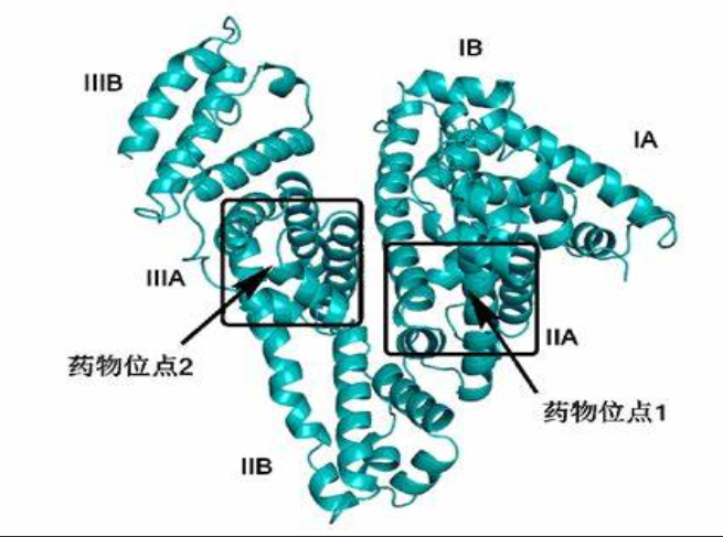 荧光量子点标记叶酸偶联人血清白蛋白纳米粒