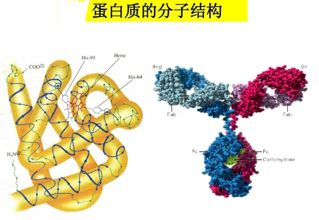 复合型阿霉素白蛋白纳米粒