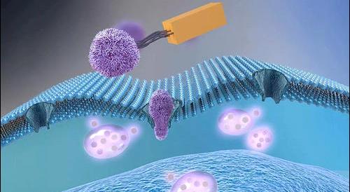 Catalase-PEG-DBCO