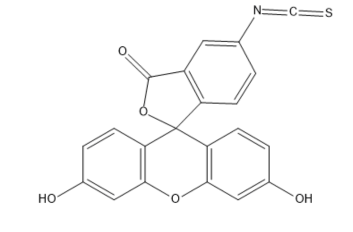 半乳糖-异硫氰基荧光素