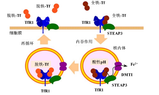 转铁蛋白