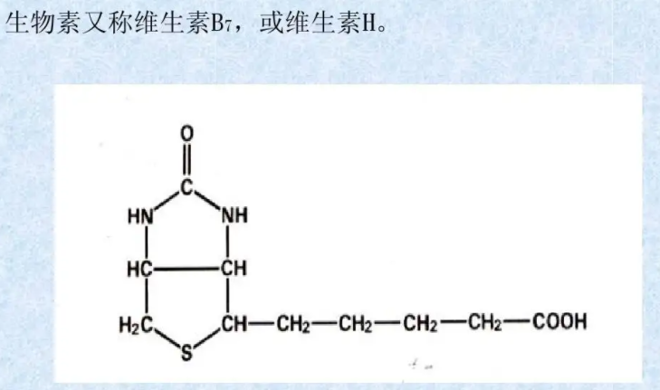 生物素（Biotin）