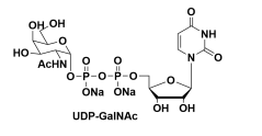 尿嘧啶核苷-5′-二磷酸-N-乙酰氨基半乳糖二钠盐，CAS号:108320-87-2