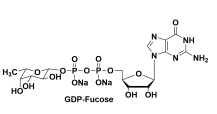 GDP-海藻糖 6-脱氧-β- L -半乳吡喃糖基鸟苷 5′-二磷酸 5'-鸟苷二磷酸岩藻糖