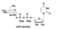 UDP-木糖，UDP-GlcNAc，91183-98-1，尿苷二磷酸木糖