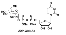UDP-GlcNAc 尿苷二磷酸-N-乙酰基葡萄糖胺，UDPAG，UDP-N-乙酰葡糖胺