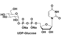 udp-葡萄糖，UDP-Glucose，UDP-Glc，cas117756-22-6, 28053-08-9 