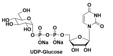 URIDINE 5'-DIPHOSPHOGLUCOSE DISODIUM SALT，尿嘧啶核苷-5'-二磷酸葡萄糖(UDP-G)