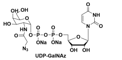 CAS#: 653600-61-4，Uridine 5’-diphospho-N-acetylazidogalactosamine disodium salt