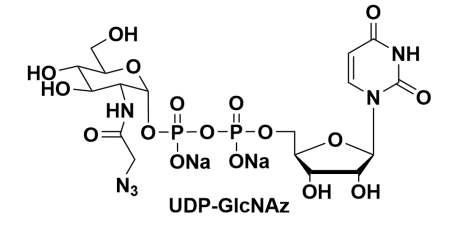 叠氮修饰的尿苷二磷酸糖，UDP-GlcNAz，UDP-Azido-GlcNAc