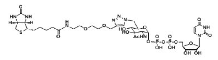 UDP-6-Biotinyl-GlcNAc，生物素标记核苷酸糖，生物素化尿苷二磷酸，生物素修饰N-乙酰葡糖胺,乙酰氨基葡糖