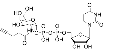 UDP-2-alkynyl-GalNAc，炔基修饰N-乙酰半乳糖胺