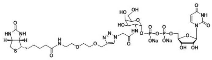 UDP-2-Biotinyl-GalNAc，生物素标记N-乙酰半乳糖胺