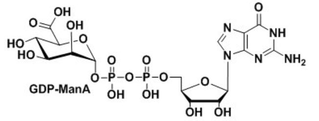 鸟苷二磷酸甘露糖醛酸，GDP-ManA，guanosine diphosphate mannuronic acid