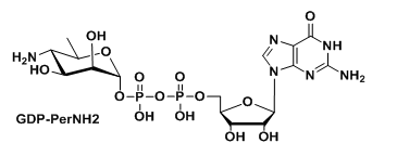 GDP-PerNH2，氨基修饰的二磷酸鸟嘌呤核苷，氨基标记核苷酸
