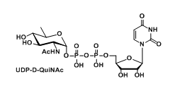 UDP-D-QuiNAc，UDP-N-acetyl-d-quinovosamine，UDP-N-乙酰基-d-喹喔啉