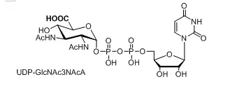 UDP-GlcNAc3NAcA，UDP-N-乙酰基葡萄糖胺(UDP-GlcNAc)，核苷酸标记N-乙酰基葡萄糖胺