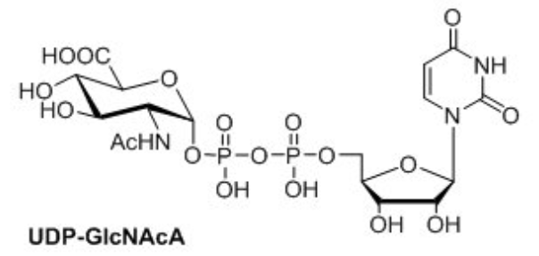 UDP-N-乙酰基-D葡萄糖氨酸，UDP-GlcNAcA，尿苷二磷酸-N-乙酰基葡萄糖胺