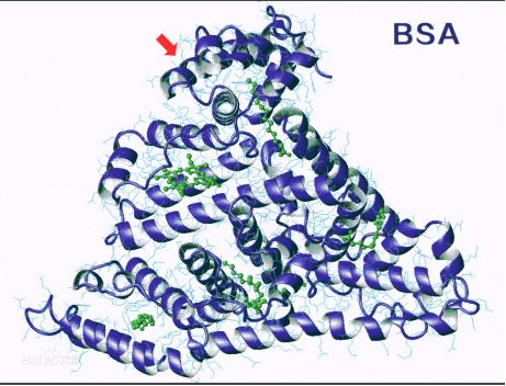 牛血清白蛋白（BSA）