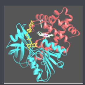 Ce6-Catalase 二氢卟吩-过氧化氢酶