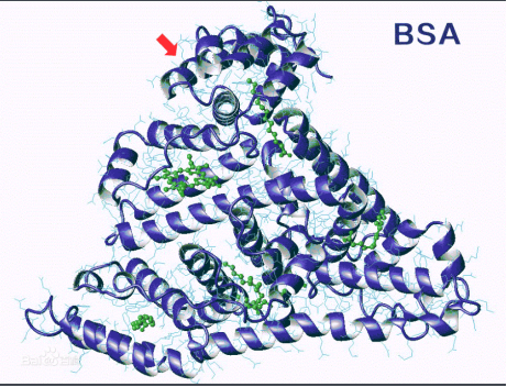 MTX-BSA 牛血清白蛋白偶联甲氨蝶呤